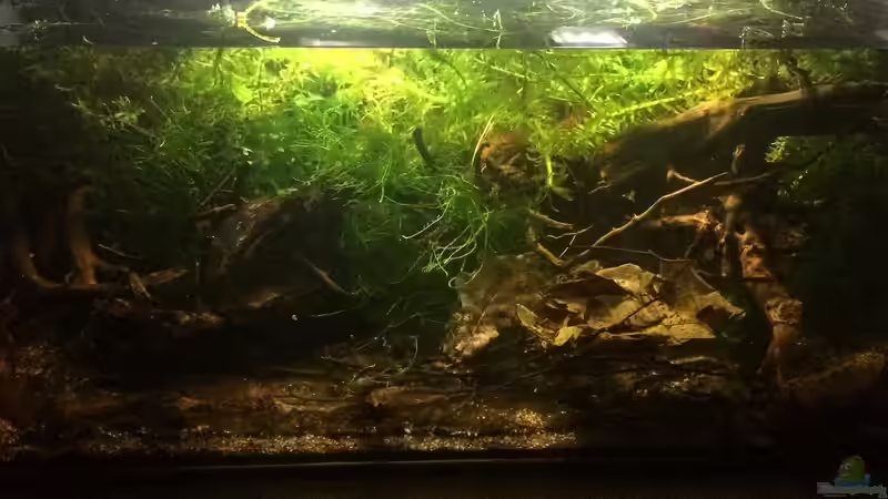 Aquarium 60ger Überraschungsei von NaMo (3)