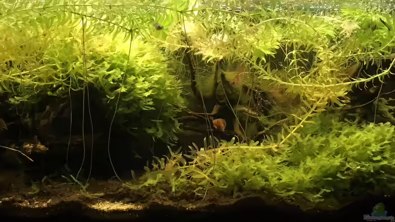 Aquarium 60ger Überraschungsei von NaMo (4)
