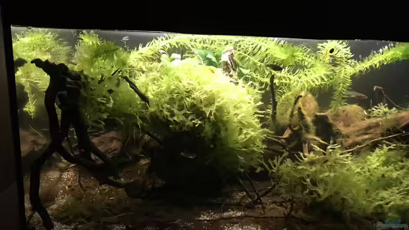 Aquarium 60ger Überraschungsei von NaMo (6)