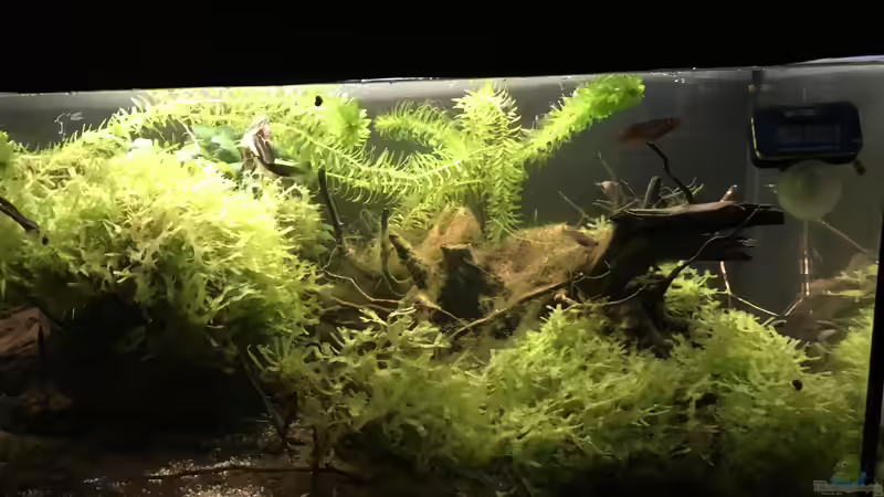 Aquarium 60ger Überraschungsei von NaMo (7)