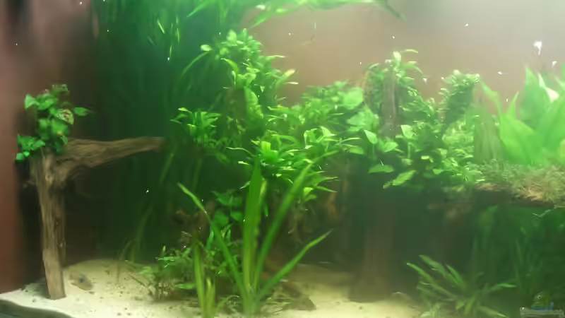 Aquarium 650L Holzaquarium von Lykos (2)