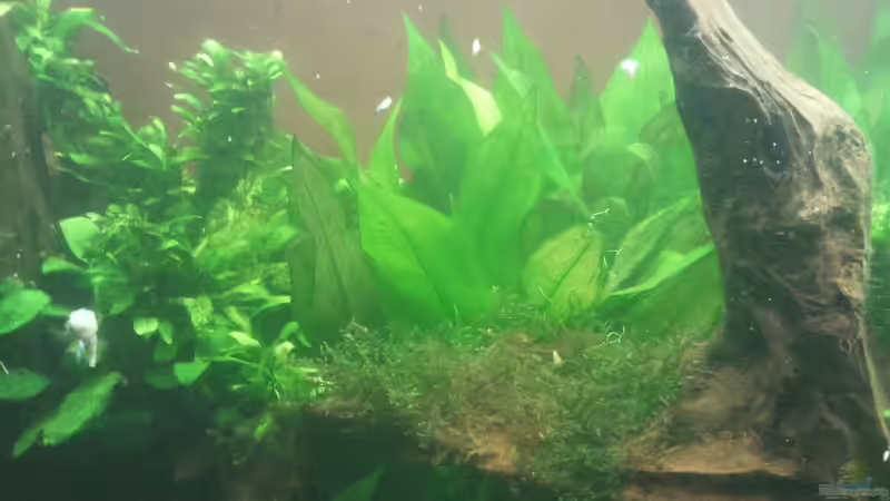 Aquarium 650L Holzaquarium von Lykos (4)