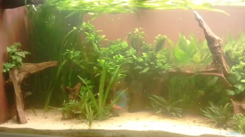 Aquarium 650L Holzaquarium von Lykos (6)