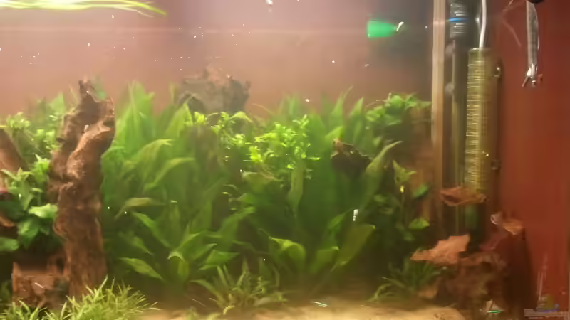 Aquarium 650L Holzaquarium von Lykos (7)