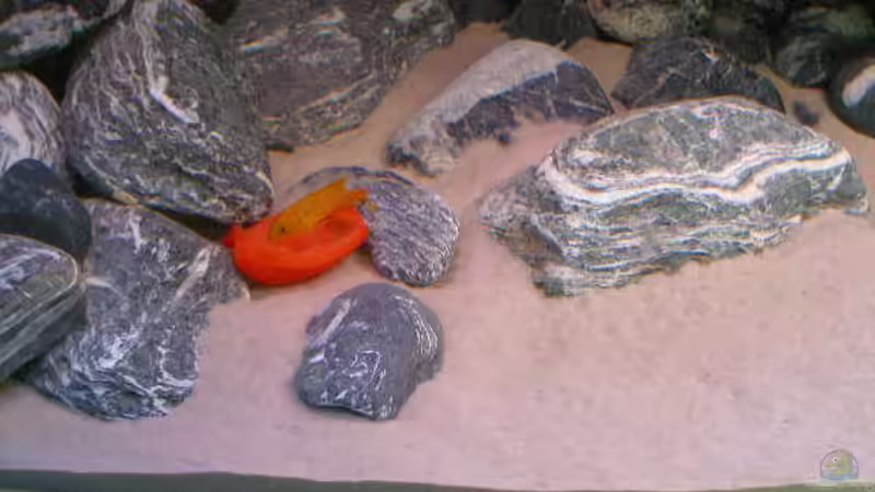 Aquarium 672L Mbuna Becken - nur noch als Beispiel - von Marco O. (10)