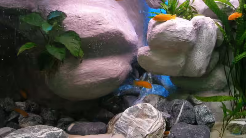 Aquarium 672L Mbuna Becken - nur noch als Beispiel - von Marco O. (13)
