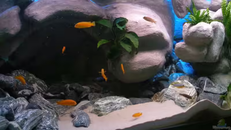 Aquarium 672L Mbuna Becken - nur noch als Beispiel - von Marco O. (15)