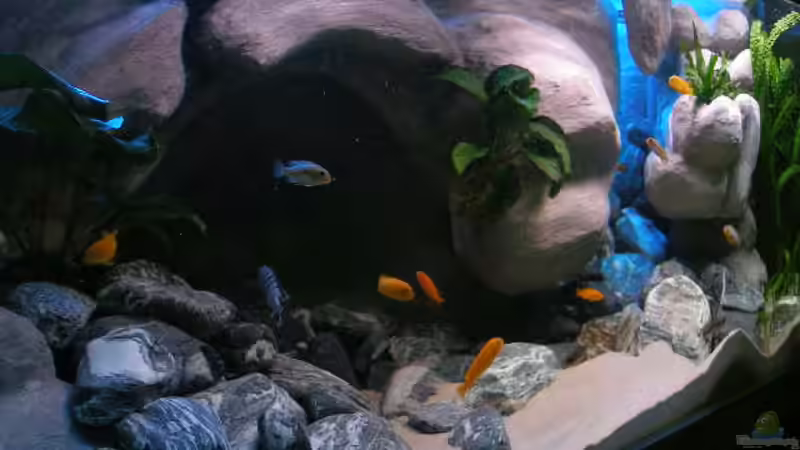 Aquarium 672L Mbuna Becken - nur noch als Beispiel - von Marco O. (17)