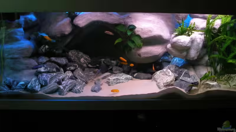 Aquarium 672L Mbuna Becken - nur noch als Beispiel - von Marco O. (18)