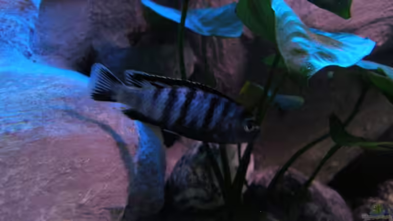 Aquarium 672L Mbuna Becken - nur noch als Beispiel - von Marco O. (20)