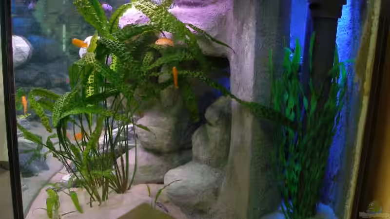 Aquarium 672L Mbuna Becken - nur noch als Beispiel - von Marco O. (3)