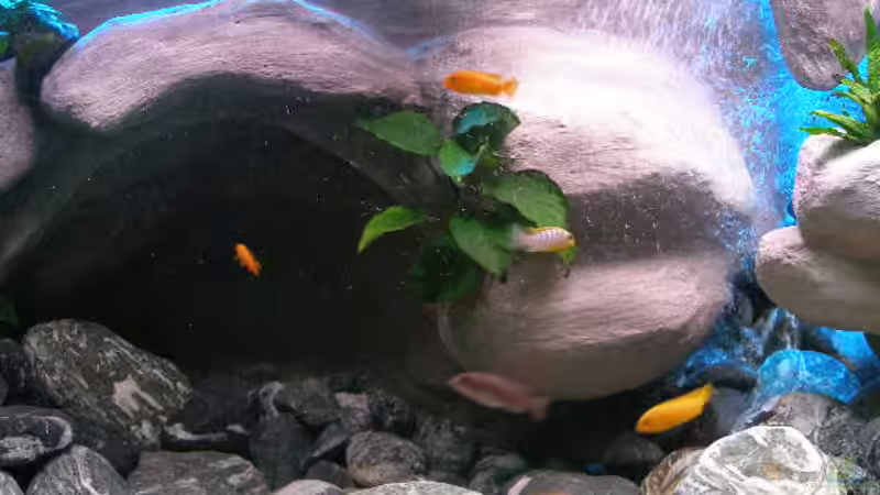 Aquarium 672L Mbuna Becken - nur noch als Beispiel - von Marco O. (5)