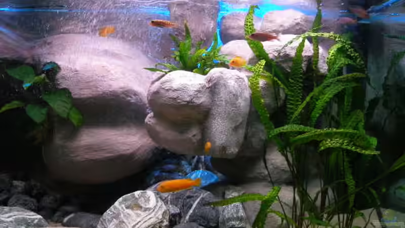 Aquarium 672L Mbuna Becken - nur noch als Beispiel - von Marco O. (6)