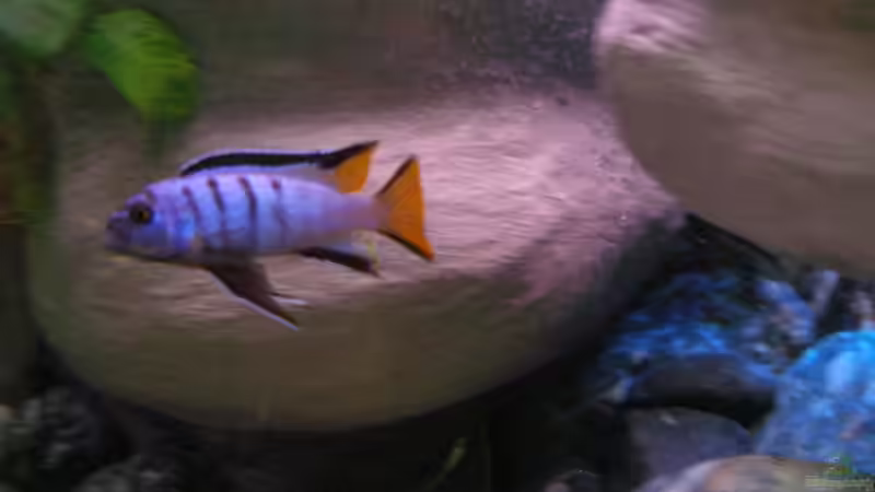 Aquarium 672L Mbuna Becken - nur noch als Beispiel - von Marco O. (7)