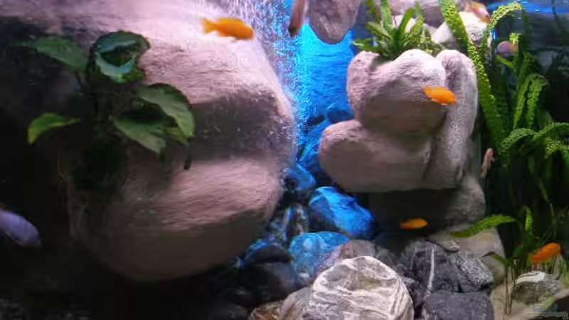 Aquarium 672L Mbuna Becken - nur noch als Beispiel - von Marco O. (8)