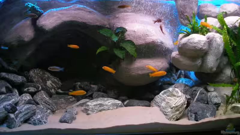 Aquarium 672L Mbuna Becken - nur noch als Beispiel - von Marco O. (9)