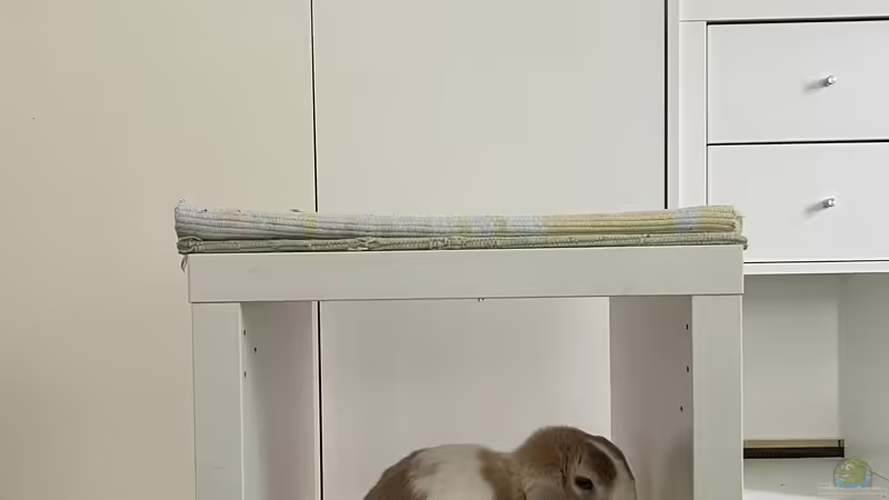 Aquarium 70 l Mini-Dschungel von Rena (12)