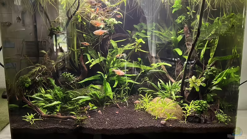 Aquarium 70 l Mini-Dschungel von Rena (13)