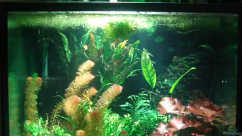 Aquarium 70er KUBUS von koba2 (4)