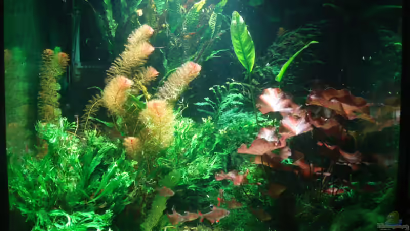 Aquarium 70er KUBUS von koba2 (5)