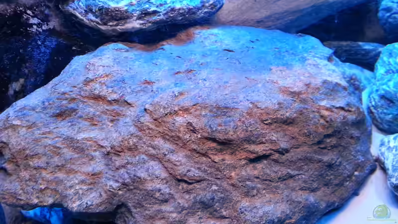 Aquarium 720 Liter Malawi von Mike Reimann (3)