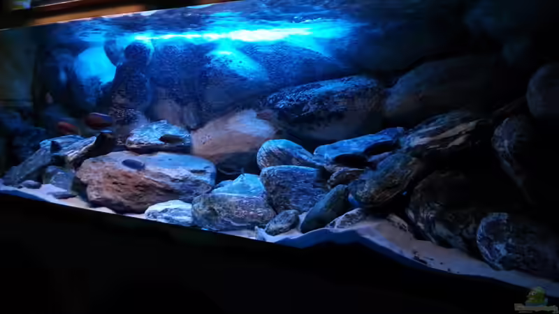 Aquarium 720 Liter Malawi von Mike Reimann (4)