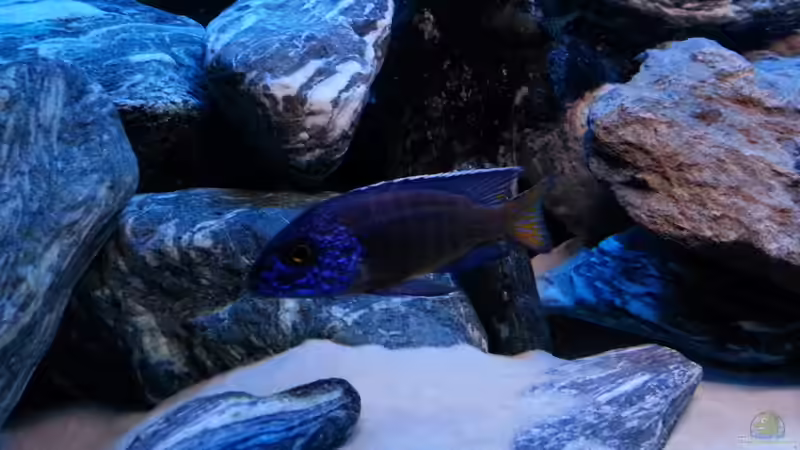 Aquarium 720 Liter Malawi von Mike Reimann (5)