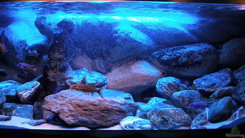 Aquarium 720 Liter Malawi von Mike Reimann (6)