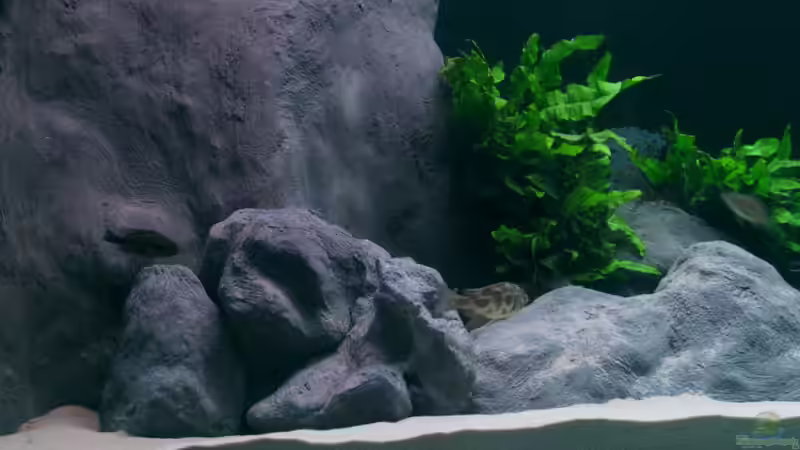 Aquarium 720 Räuberbecken von Marcus.H (3)