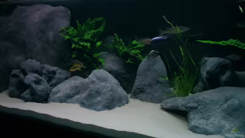 Aquarium 720 Räuberbecken von Marcus.H (4)