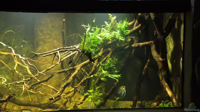 Aquarium 8.000L von Kurt Osterhoff (3)