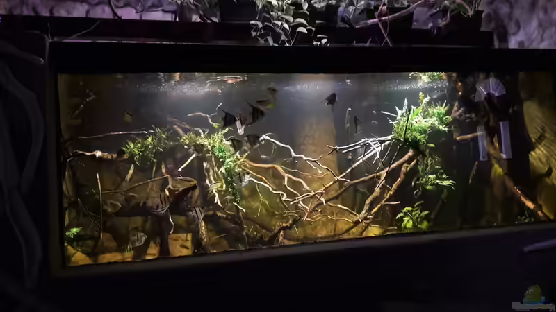 Aquarium 8.000L von Kurt Osterhoff (4)