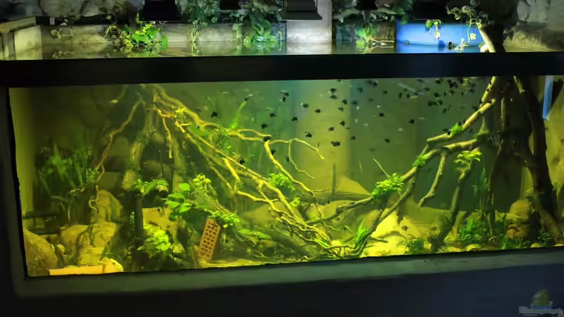 Aquarium 8.000L von Kurt Osterhoff (5)