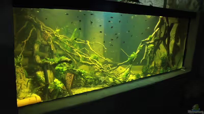 Aquarium 8.000L von Kurt Osterhoff (7)