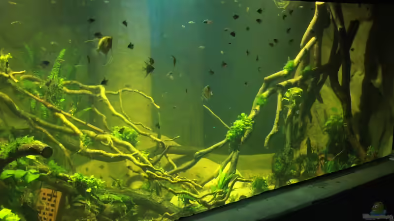 Aquarium 8.000L von Kurt Osterhoff (8)