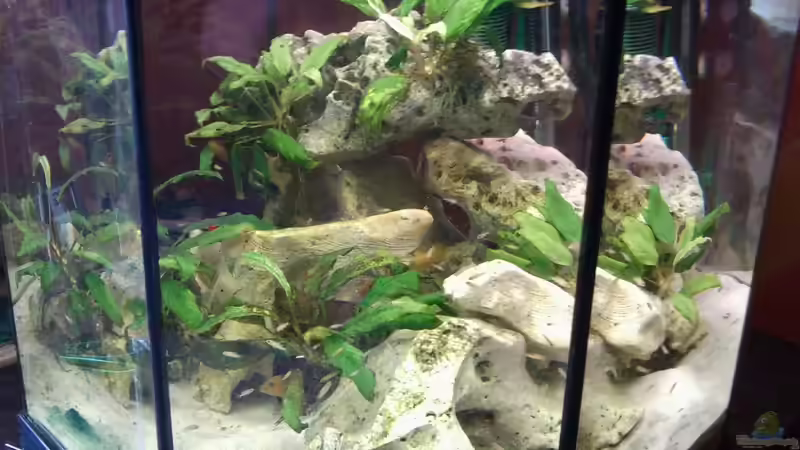 Aquarium 8 Eck von Tobias Herrmann (2)