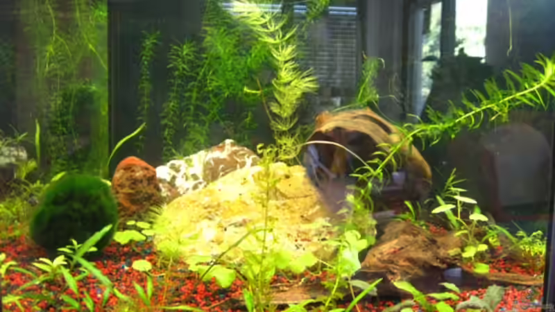 Aquarium 80l 6-eck Aquarium von DanBri (2)