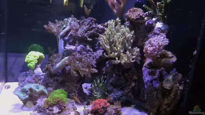 Aquarium 80L Nano Riff von Wolfgang Hutter (2)