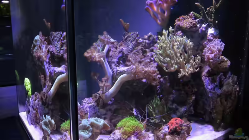 Aquarium 80L Nano Riff von Wolfgang Hutter (3)