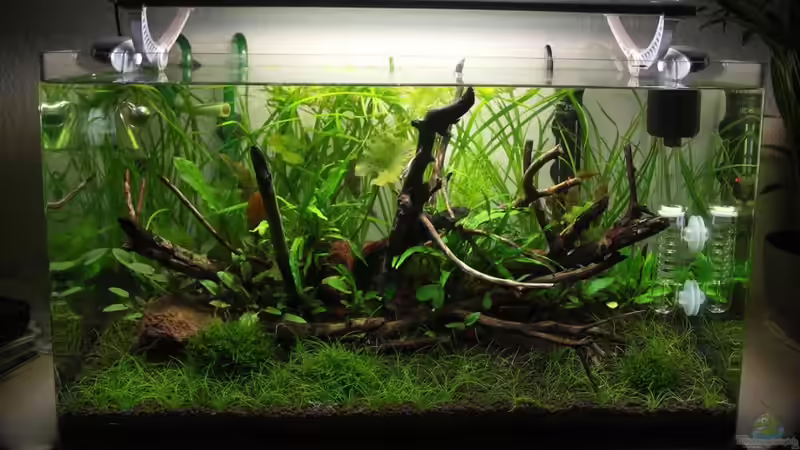 Aquarium 80l Naturaquarium von -Lipfl- (2)