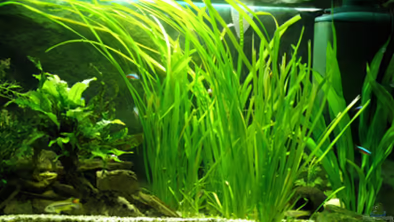 Aquarium 84 Südamerika alt von Cichlid Power (2)