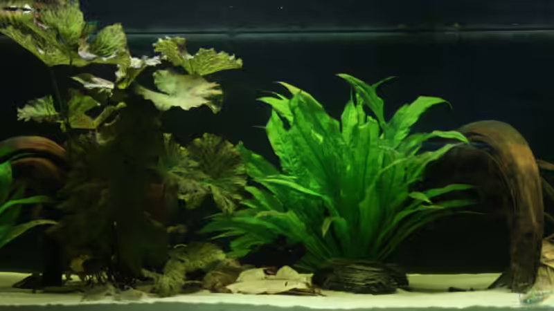 Aquarium 840 Liter Diskus Wildfangbecken (abgebaut) von Rene Dietzel (2)