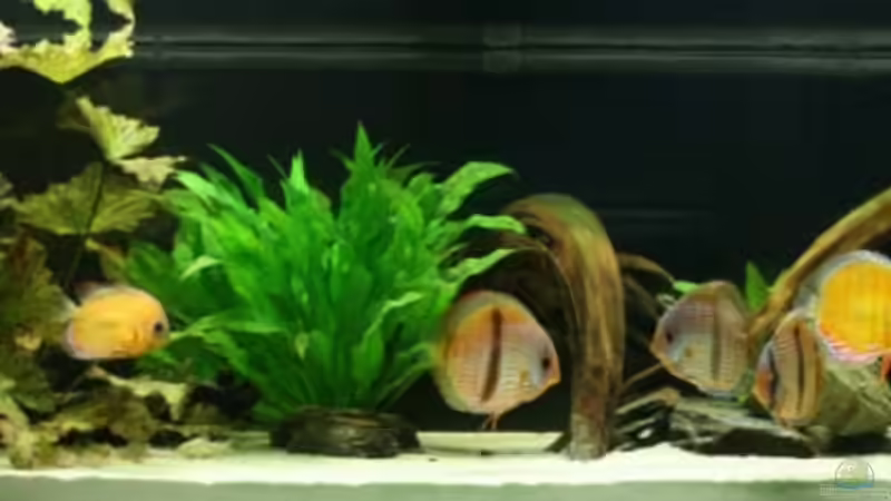 Aquarium 840 Liter Diskus Wildfangbecken (abgebaut) von Rene Dietzel (3)