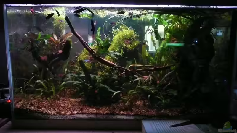 Aquarium 85 Liter von Dana (3)