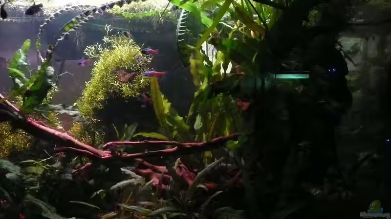 Aquarium 85 Liter von Dana (4)