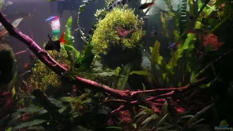 Aquarium 85 Liter von Dana (5)