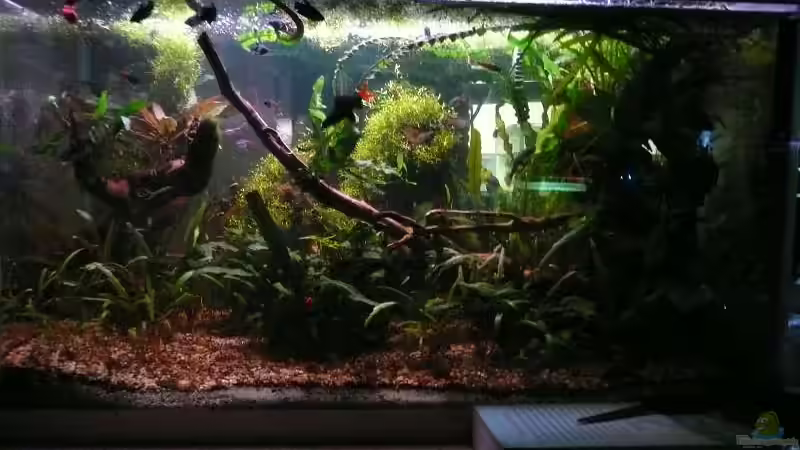 Aquarium 85 Liter von Dana (6)