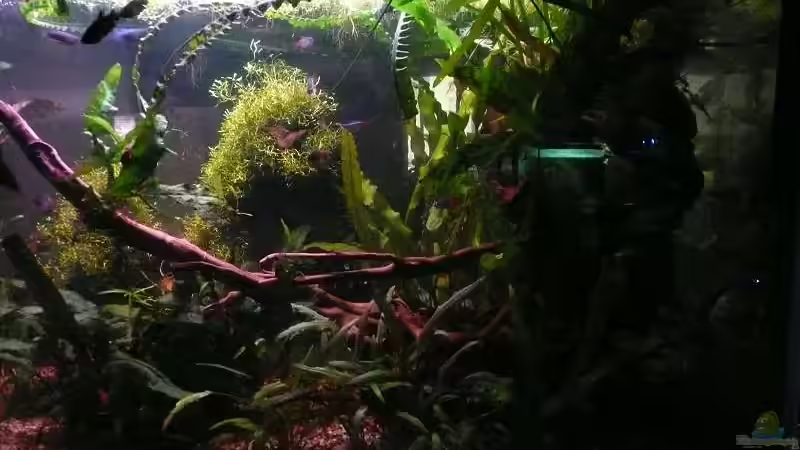 Aquarium 85 Liter von Dana (7)