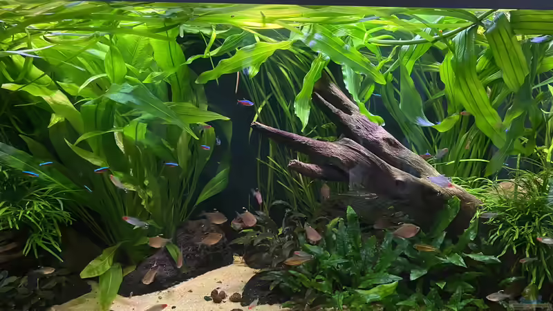 Aquarium 875 Liter Südamerika-Gesellschaft von Baron Zelle (2)