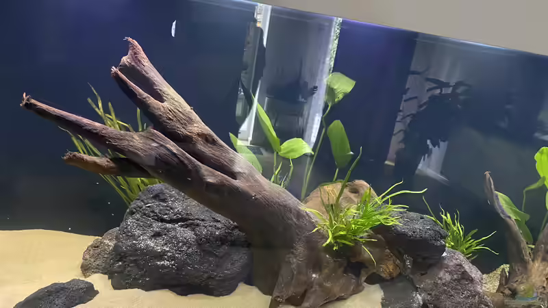 Aquarium 875 Liter Südamerika-Gesellschaft von Baron Zelle (4)